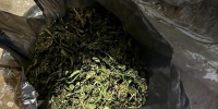 У жителя Черногорска изъяли почти полкилограмма марихуаны - ИА Хакасия