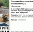 Женщина с собачкой бесследно исчезла в Волгограде - Газета Городские вести