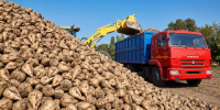 В Алтайском крае ведут сбор урожая сахарной свеклы - Газета Красноярский рабочий