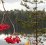 Грозди спелой рябины - Петрозаводск говорит