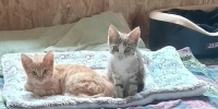 Рыжий котёнок и кошка-компаньон ищут своих хозяев - Газета Маяк