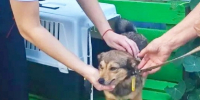 Собака Белка в одиночку прокатилась на поездах по Самарской области и вернулась домой - TLT.Ru
