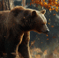 Назван регион, где охотникам платят больше всех за добычу медведей - Gorsite.Ru