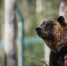 Двух мужчин госпитализировали после нападения медведя в Бурятии - Вечерняя Москва