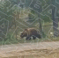 Медведь едва не разорвал двух мужчин в дальневосточном регионе - Amur.Life