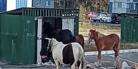 Голодные лошади оккупировали мусорные площадки в Брянске - Сетевое издание Новости Брянска