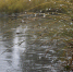 Пучок мокрой прибрежной травы с каплями у мелкой воды; по воде идут круги от дождя. Очень низкий боковой ракурс, трава справа, размытая серая вода слева. - 168.Ru