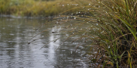 Пучок мокрой прибрежной травы с каплями у мелкой воды; по воде идут круги от дождя. Очень низкий боковой ракурс, трава справа, размытая серая вода слева. - 168.Ru
