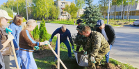В Кирово-Чепецке высадили аллею елей и туй - Кировская правда