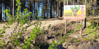 В Карелии подвели итоги пожароопасного сезона - StolicaOnego.Ru