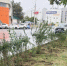 Осенью в Астрахани планируют высадить полторы тысячи кустарников - Bloknot-Astrakhan.Ru