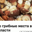 В Петербурге начали продавать координаты грибных мест за тысячу рублей - Online47.Ru