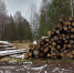 Нижегородское предприятие заставили платить более 130 миллионов рублей за рубку леса на севере страны - ProGorodNN.Ru