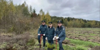 В Ленинградской области высадили более 266 000 сеянцев хвойных пород - tvspb.ru - ТК Санкт-Петербург