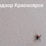 Красраб. Сибирский новостной портал - Газета Красноярский рабочий