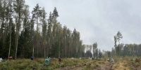В рязанских лесах высадят более 12 тысяч сажанцев - ИА Малая Родина