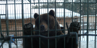 Медведи установили комендантский час - Газета Номер один