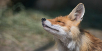 Скорпионы заявят о своих достижениях, а Рыбам потребуется быстрая реакция - Бугульминская газета