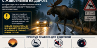 Лоси на дорогах: как избежать столкновения с животными рассказали псковичам - Pln-Pskov.Ru