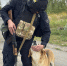 В Курской области пёс Рыжик помогает полицейским нести службу - Городские Известия