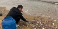 На берег Шаморы шторм выбросил огромное количество морского червя – его активно собирают китайцы - NewsVl.Ru