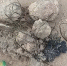 На побережье Черного моря выбросило жирные шары - ОКА-ФМ