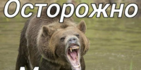 Уважаемые жители Енисейска и Енисейского округа, гости наших территорий! Медведи продолжают выходить в населённые пункты! - Город Енисейск