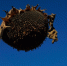 Подсолнечник начинают убирать в начале сентября. Самое важное — чтобы он не был влажным | Источник: Ксения Могильницкая / 161.RU - 161.Ru