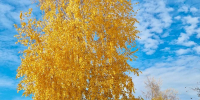 осень_береза - Novosti-Saratova.Ru
