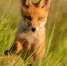 Фото: WildlifeWorld/Shutterstock/Fotodom - Ямал-Медиа