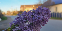В Кунгуре зацвела сирень. В сентябре - VikiPerm.Com