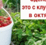 До 1 октября смородине — обязательно: мощная "бродилка" под корень — и новый урожай пригнет ветки к земле - KrasnodarMedia