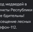 В Бурятии о медведях начали предупреждать по смс - ИА Байкал-Daily