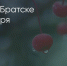 Поделитья во ВКонтакте - Братская Студия Телевидения
