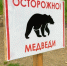 Контроль популяции медведей и волков обсудили в Удмуртии - Сусанин