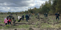 В Ленинградской области прошел День посадки леса - Всеволожские вести онлайн