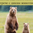 ❗Вниманию жителей Самарской области❗️ - Департамент охоты и рыболовства