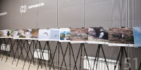 Тупики прилетели в школу: в Мончегорске работает фотовыставка арктических птиц - Телекомпания ТВ-21