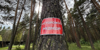 Медведи остаются угрозой: глава Хакасии рассказал о принимаемых мерах - Республиканская телевизионная сеть