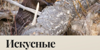 Знакомьтесь: лесные архитекторы Белозерья! - Краеведческий музей