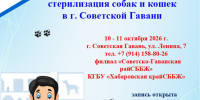 Акция по льготной стерилизации собак и кошек в г. Советской Гавани - Управление ветеринарии