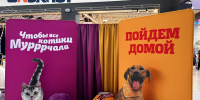 Один взгляд – и домой: как животные из приютов искали хозяев в Ростове – фоторепортаж - Bloknot-Rostov.Ru