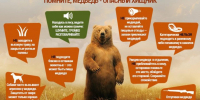 Правила поведения при встрече с дикими животными - Детская школа искусств