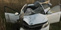 В Татарстане автомобиль сбил лося на трассе М-7 - Мензеля