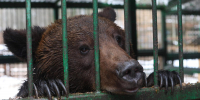 Вайсман: численность бурых медведей в России выше официальных данных - Spbdnevnik.ru