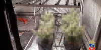 Наркотики, выращенные барнаульцем / Фото: ГУ МВД по Алтайскому краю - ИА Амител