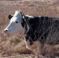 Навоз на берегу реки и теснота: омичку через суд заставили позаботиться о своих коровах - Om1.Ru