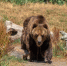 Медведь - Bankfax.Ru