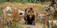 Медведь - Bankfax.Ru