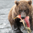 Фото: Tony Campbell/Shutterstock/Fotodom - Ямал-Медиа
